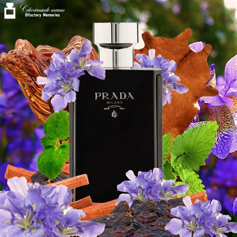 prada l homme intense decant|Prada l'homme intense samples.